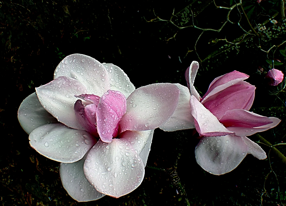 开花 植物 叶子 花