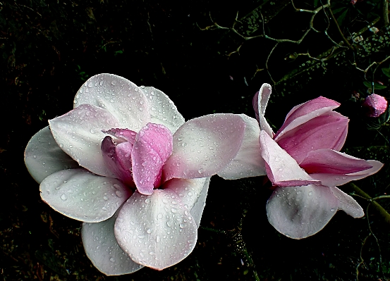 Blossom plant leaf flower Photo