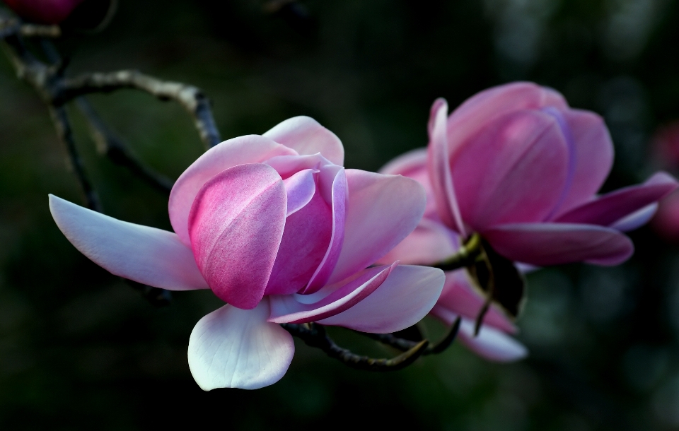 Fleurir usine fleur pétale