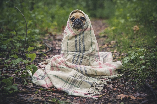 自然 森 花 犬 写真