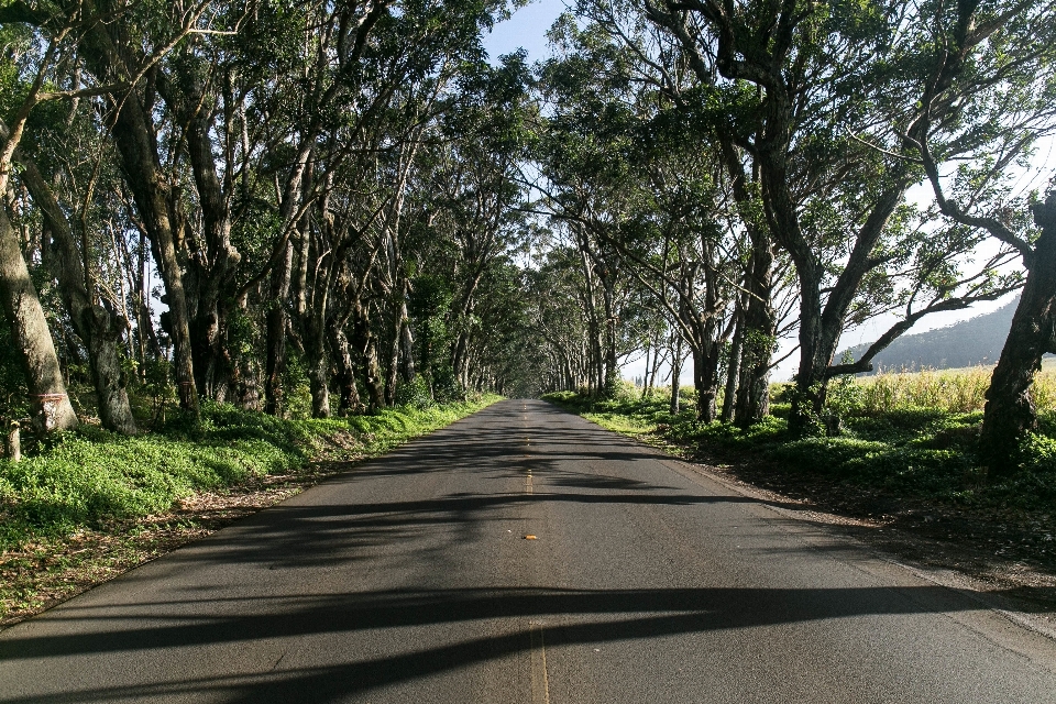 Tree forest grass road