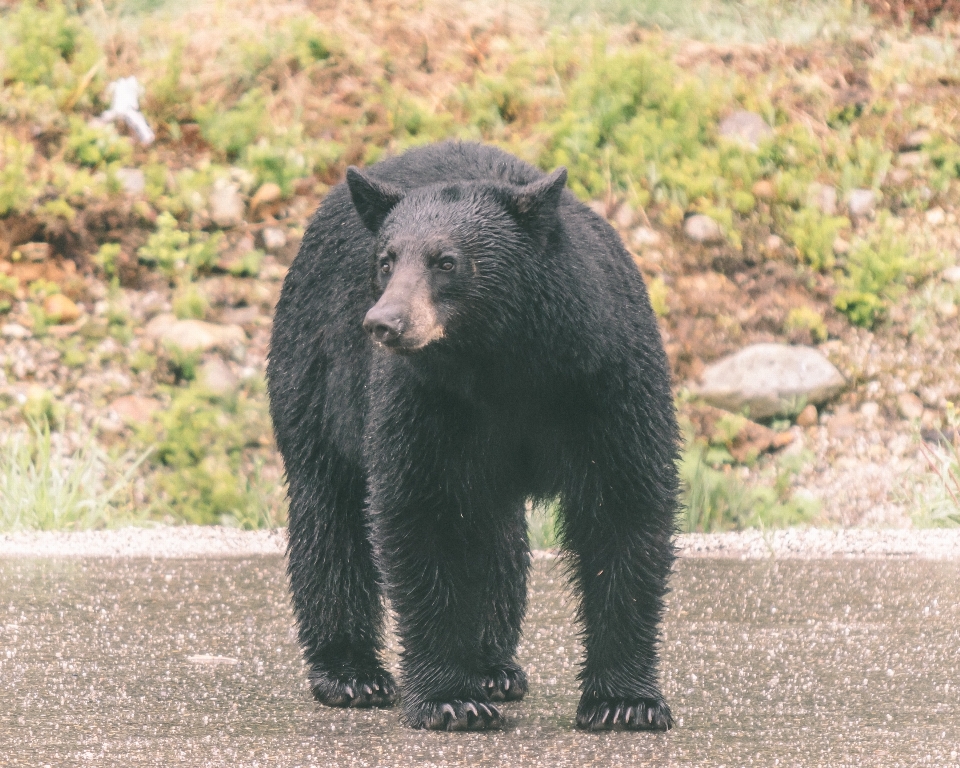 クマ 野生動物 哺乳類 fauna