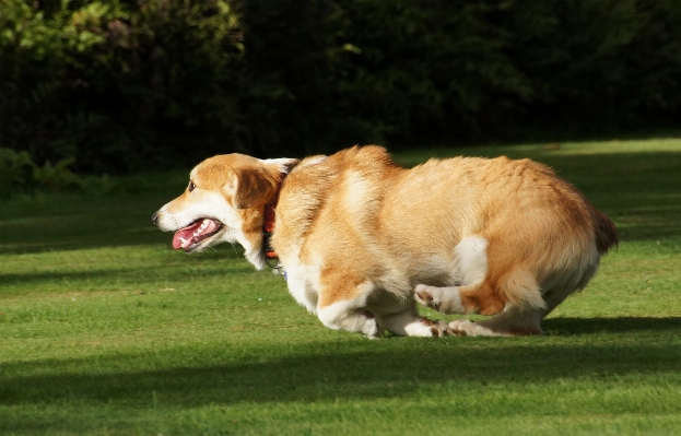 Puppy dog mammal vertebrate Photo