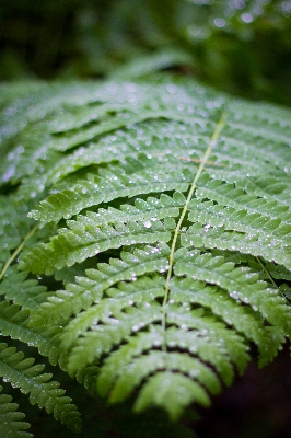 Nature plant leaf flower Photo