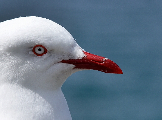 Bird seabird gull beak Photo