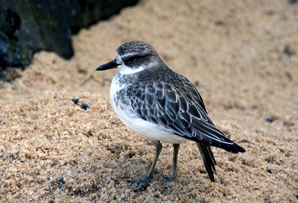 自然 鳥 野生動物 嘴