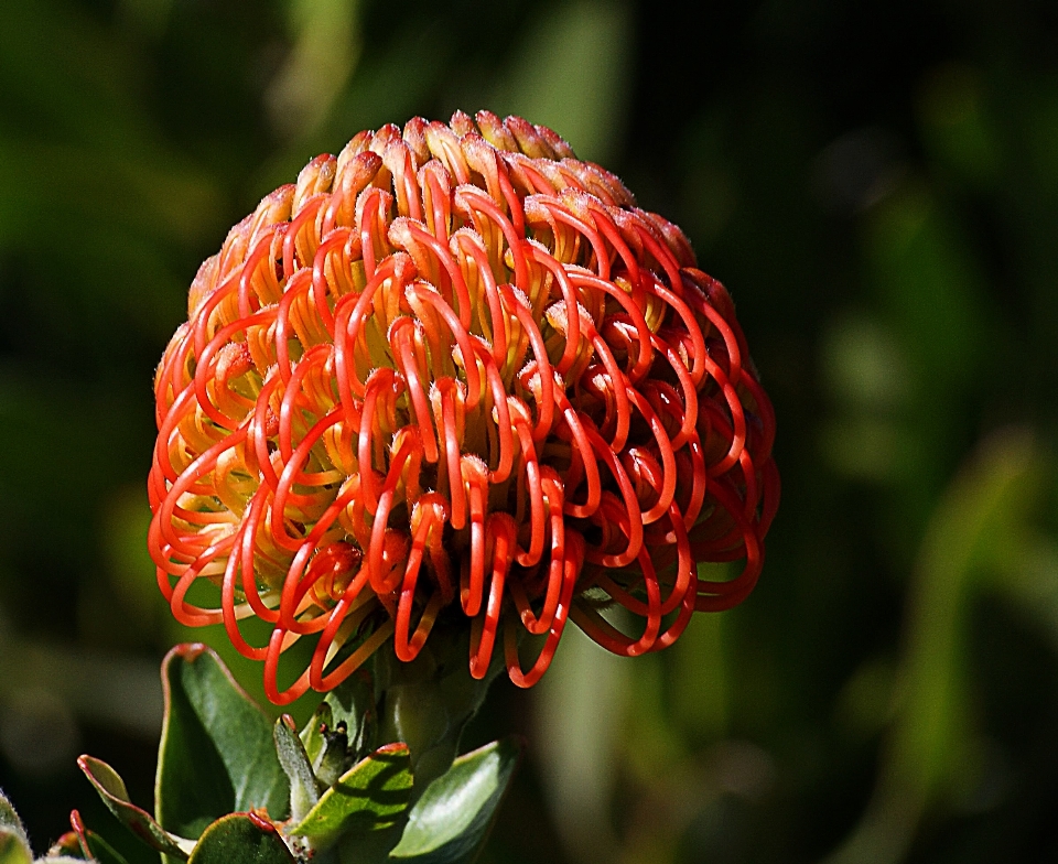 Nature plant leaf flower