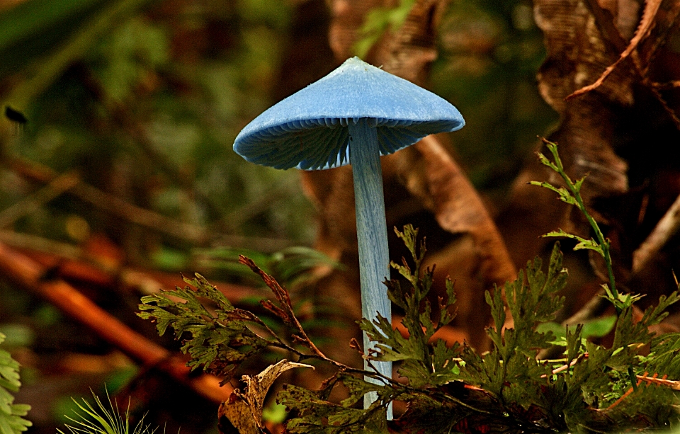 árbol naturaleza bosque césped