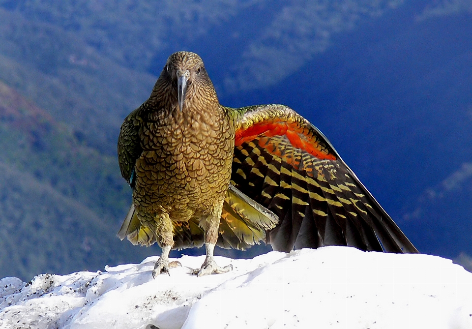 Neve pássaro asa animais selvagens