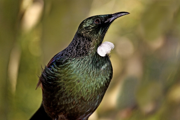 Foto Alam burung margasatwa paruh