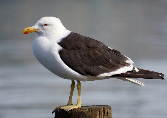 鳥 羽 海鳥
 カモメ 写真