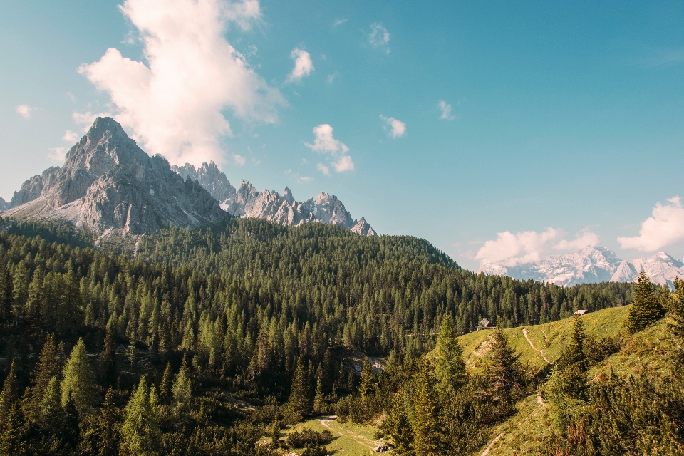 Paesaggio albero natura foresta