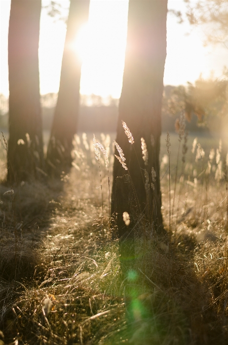 Arbre nature herbe lumière