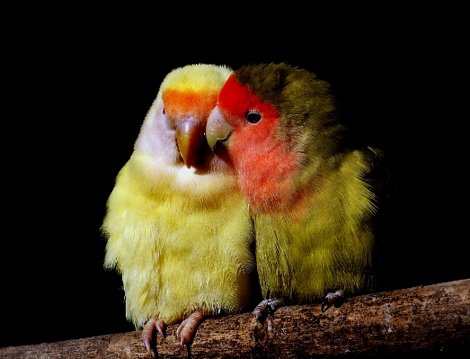 Foto Pássaro bico amarelo fauna