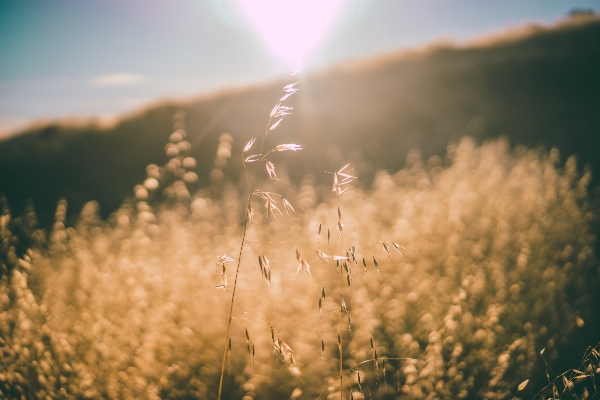 Tree nature grass horizon Photo