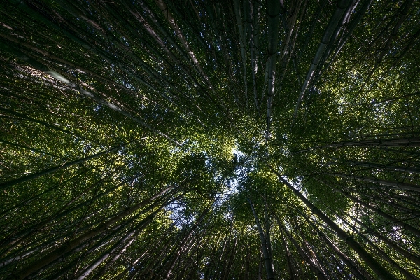 Tree nature forest grass Photo