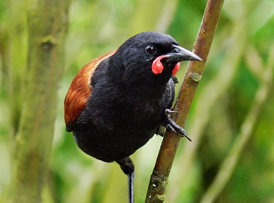 Nature branch bird wildlife Photo