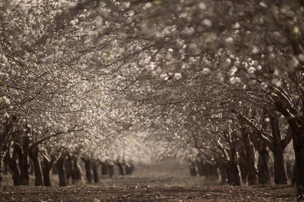 Photo Arbre nature bifurquer fleurir