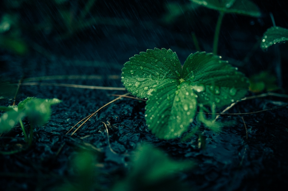 Natur wald tropfen anlage