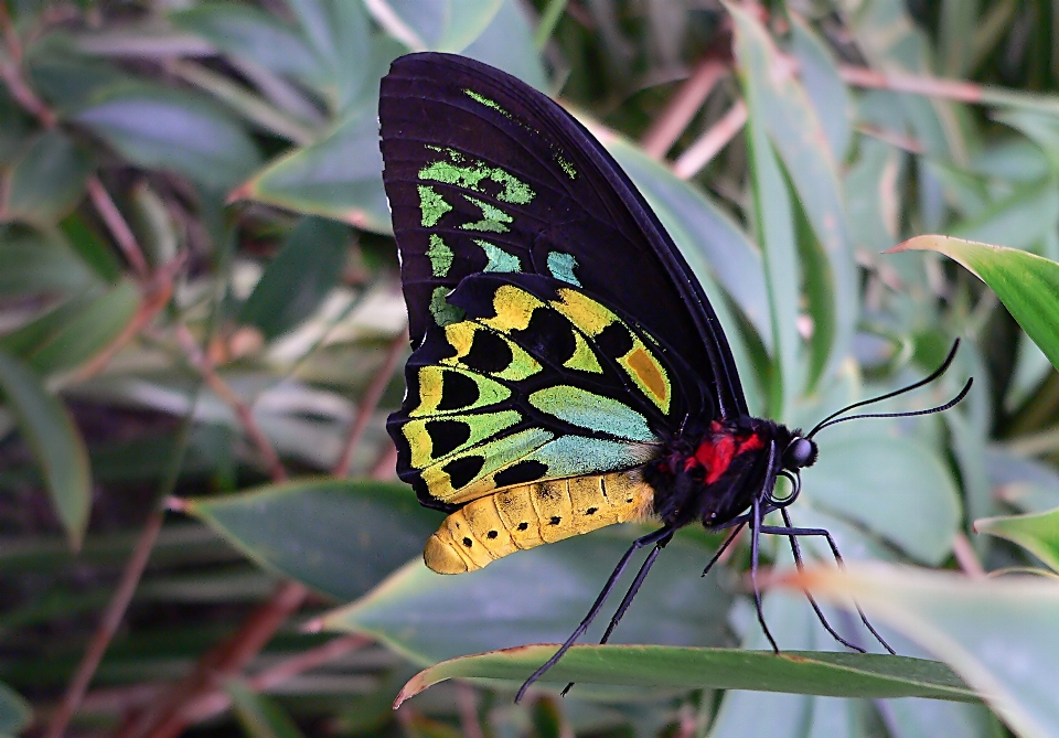 Nature wing leaf flower