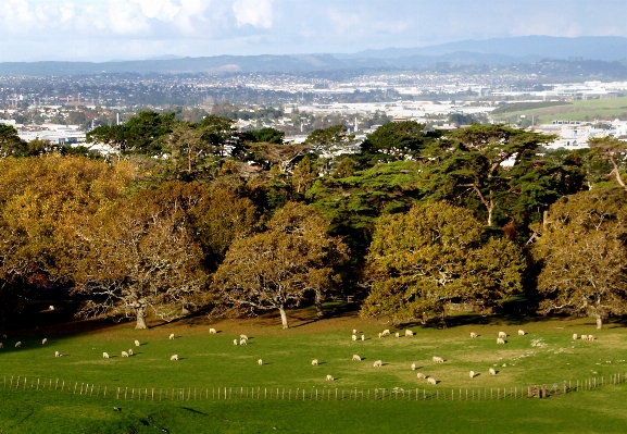 Photo Paysage arbre herbe structure