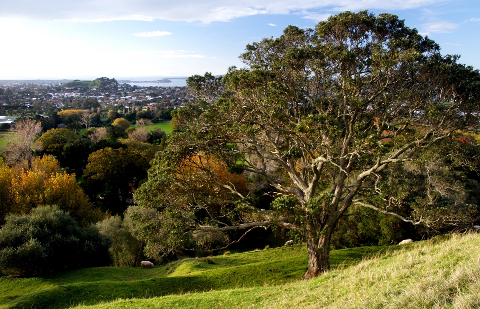 Paysage arbre herbe usine