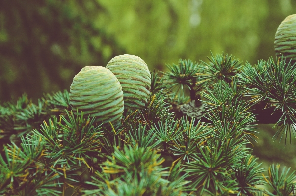 Tree nature forest branch Photo