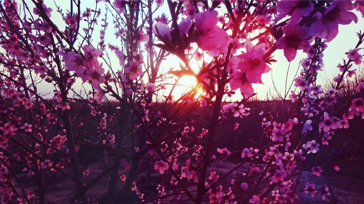 Baum zweig blüte anlage Foto