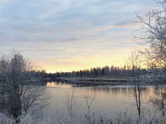 Foto Paisagem árvore natureza pântano
