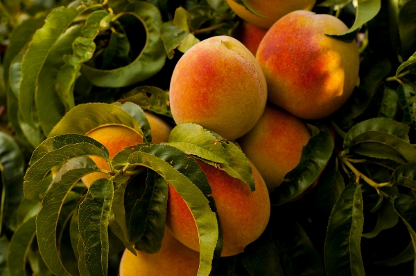 Foto Pohon cabang tanaman buah