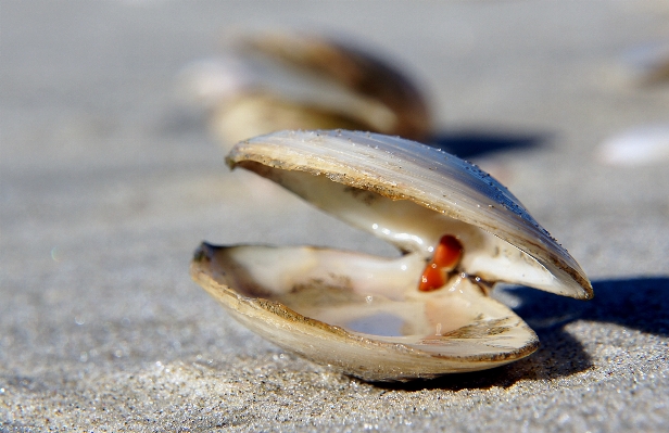 Beach nature sand photography Photo