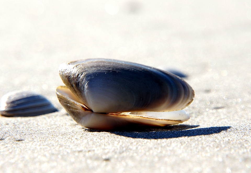 Spiaggia sabbia cibo frutti di mare