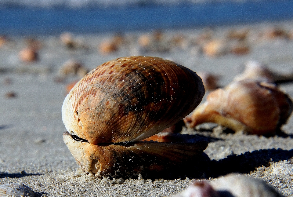 Spiaggia natura sabbia animali selvatici