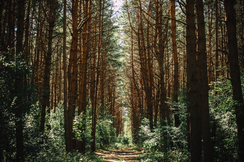 árvore natureza floresta caminho