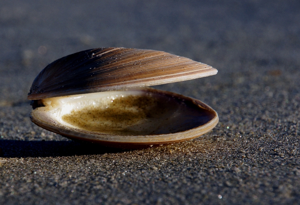 Beach sand photography food