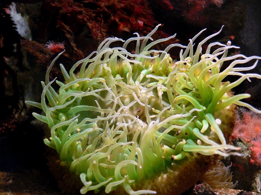 Nature underwater dish food Photo