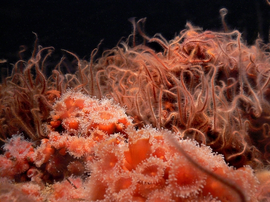 Nature underwater biology jellyfish Photo