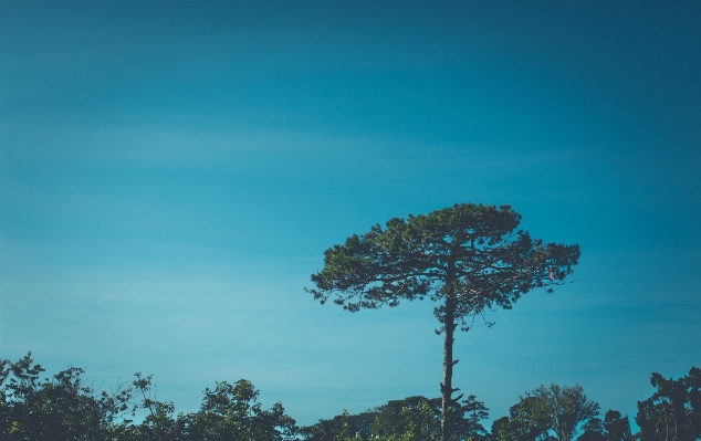 Foto árbol naturaleza horizonte montaña