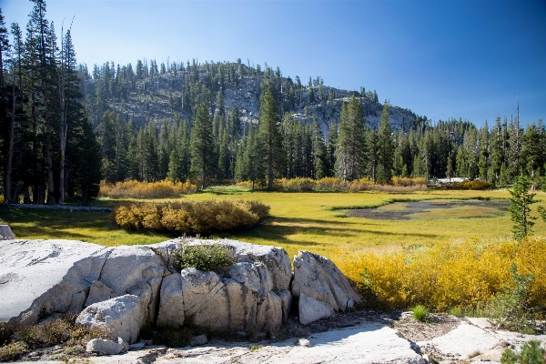 Landscape tree forest rock Photo