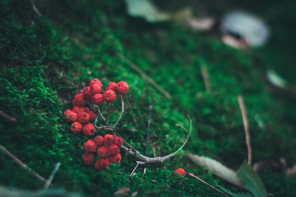 Natur zweig anlage fotografie