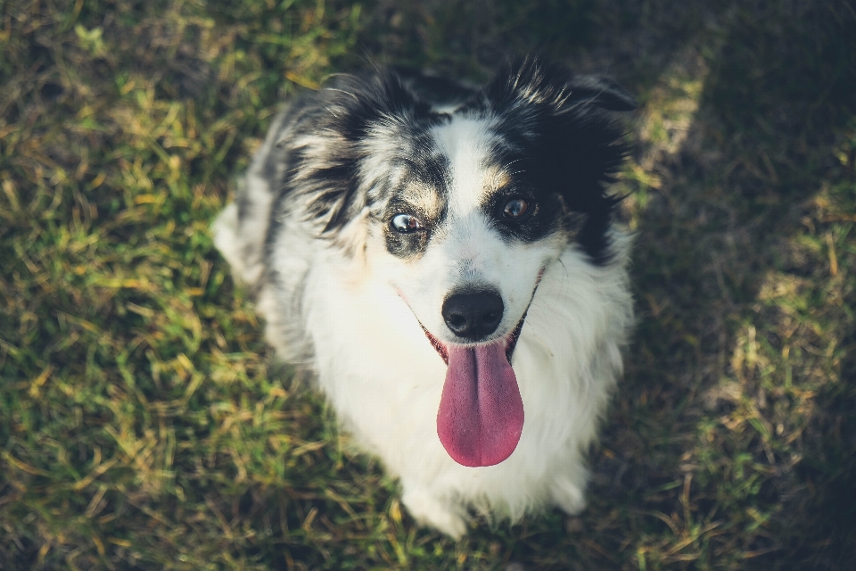 Puppy dog collie mammal