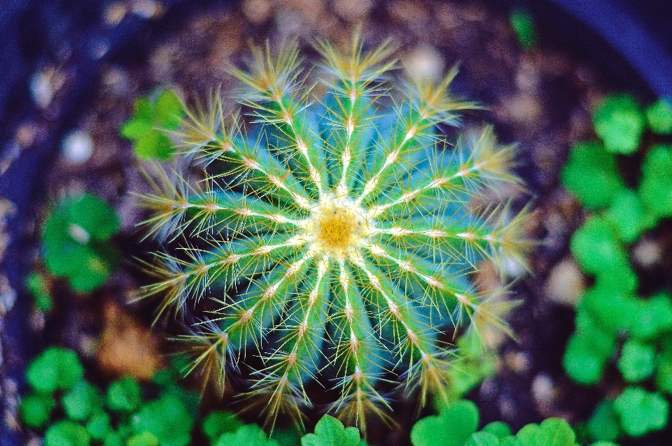 Albero natura cactus
 pianta