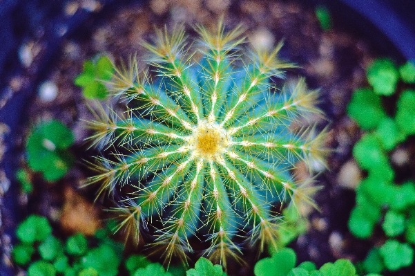 Tree nature cactus plant Photo