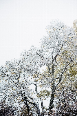 Photo Arbre bifurquer fleurir neige