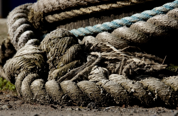 Branch rope soil reptile Photo