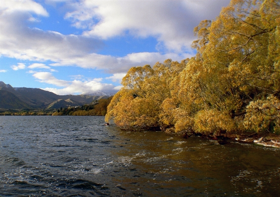 Landscape sea tree water Photo