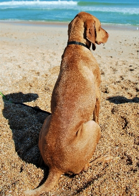 Beach sea sand puppy Photo