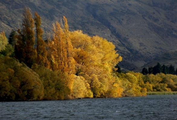 Landscape tree nature wilderness Photo