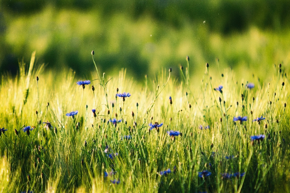 Nature herbe usine champ