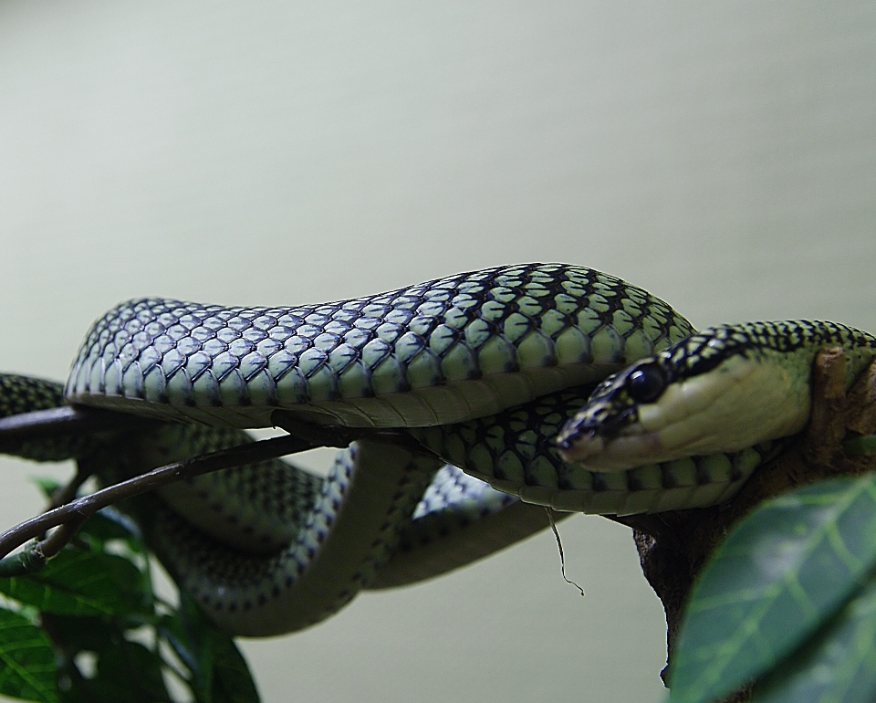 Verde reptil fauna dominio publico
